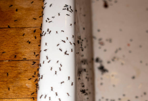 Best Exterminator Services  in Gibbsboro, NJ