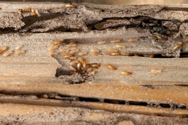 Best Pest Control for Restaurants  in Gibbsboro, NJ